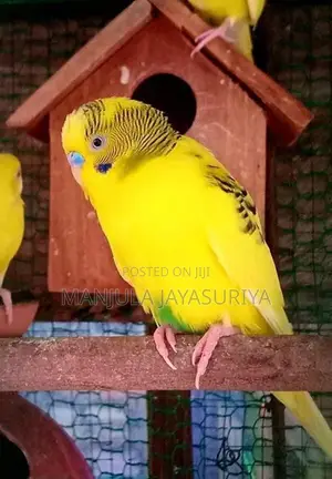 Bajri Birds