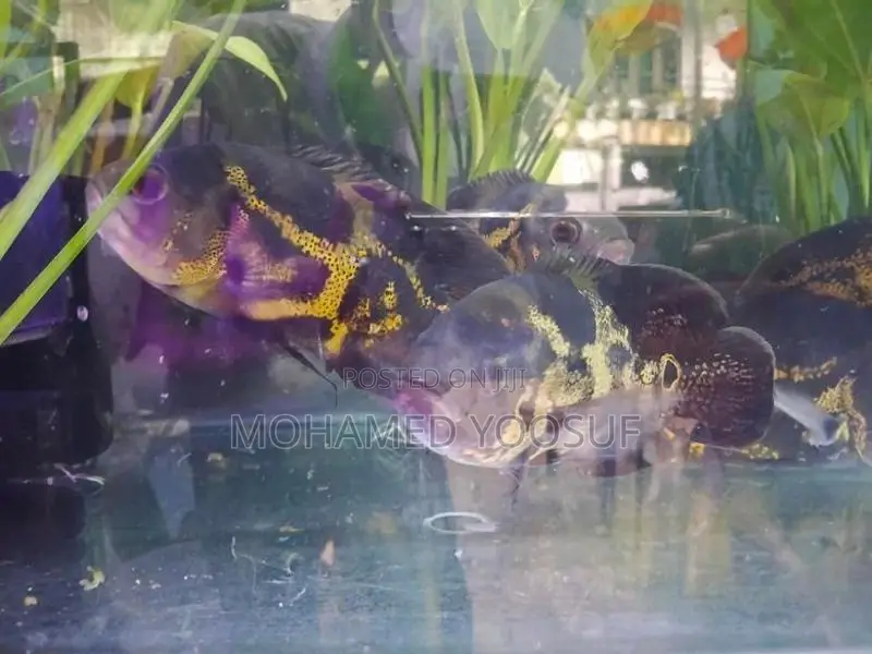 Tiger Oscar Fish