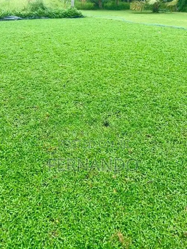 Malasiyan Carpet Grass