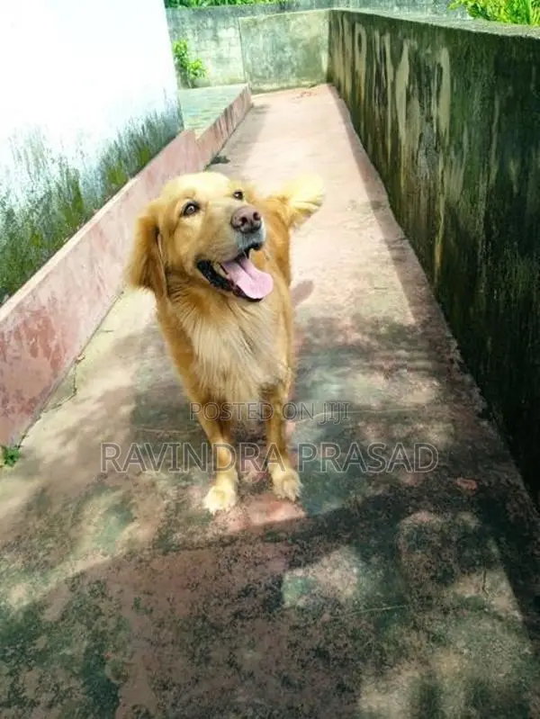 Golden Retriever Puppy