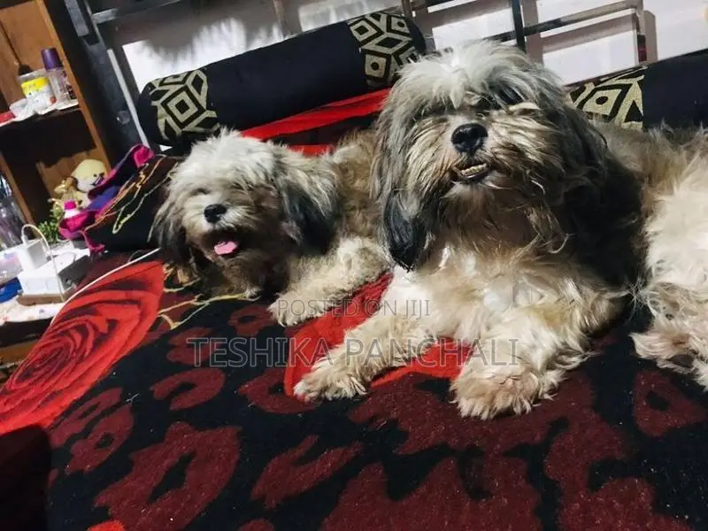 Shih Tzu Puppies