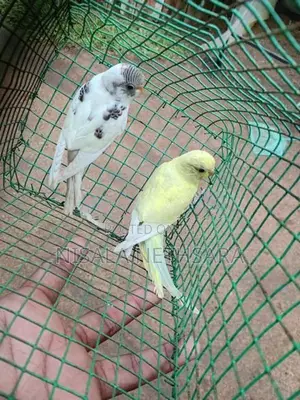 Love Birds