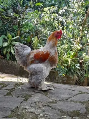 Brahma Chicken