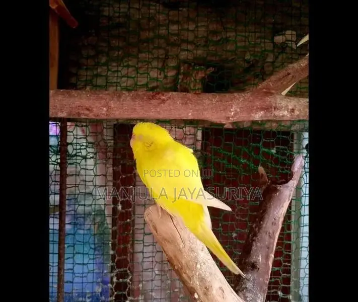 Bajri Birds
