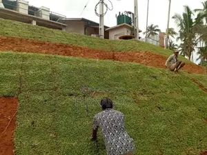 Malasiyan Carpet Grass