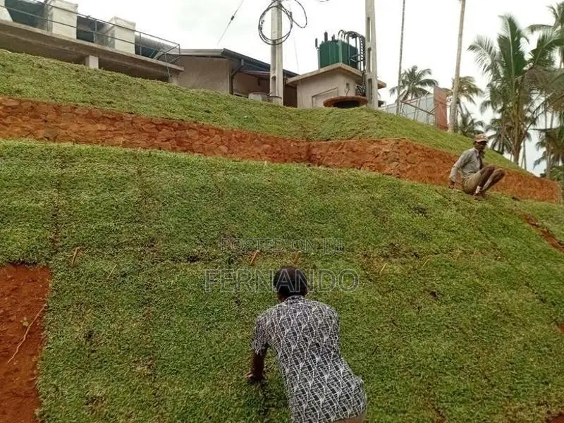 Malasiyan Carpet Grass