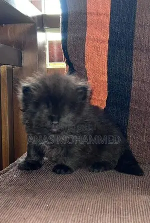 Persian Cat