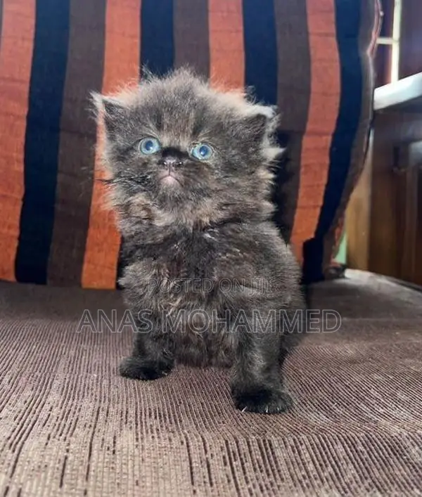 Persian Cat