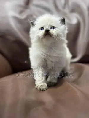 Persian Cat