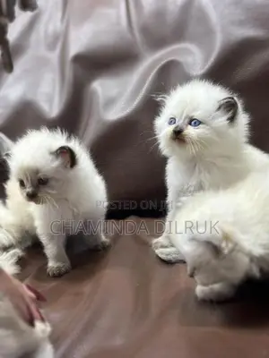 Persian Cat