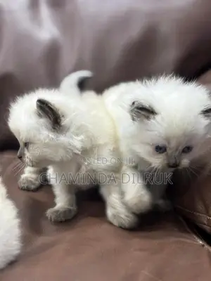 Persian Cat