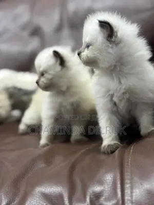 Persian Cat