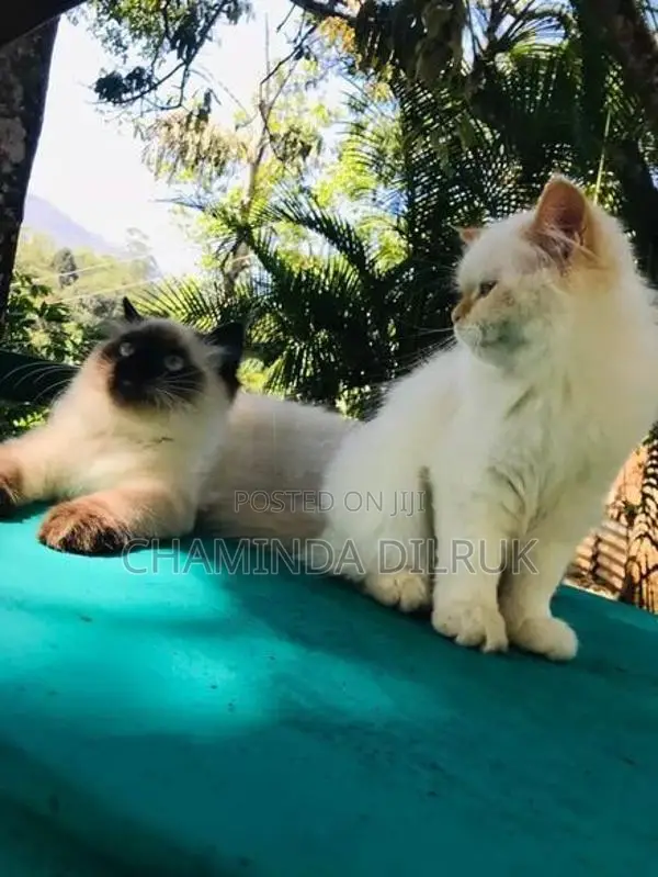 Persian Cat