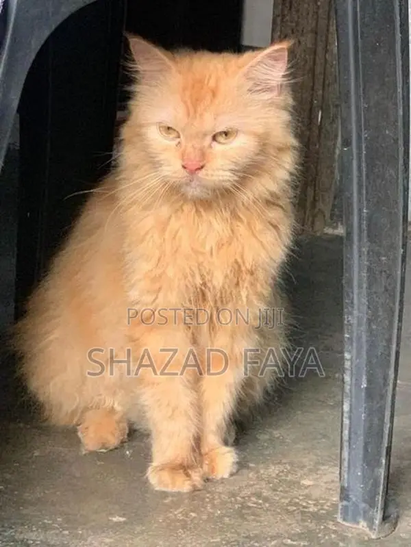 Persian Cat