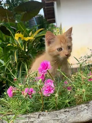 Persian Cat