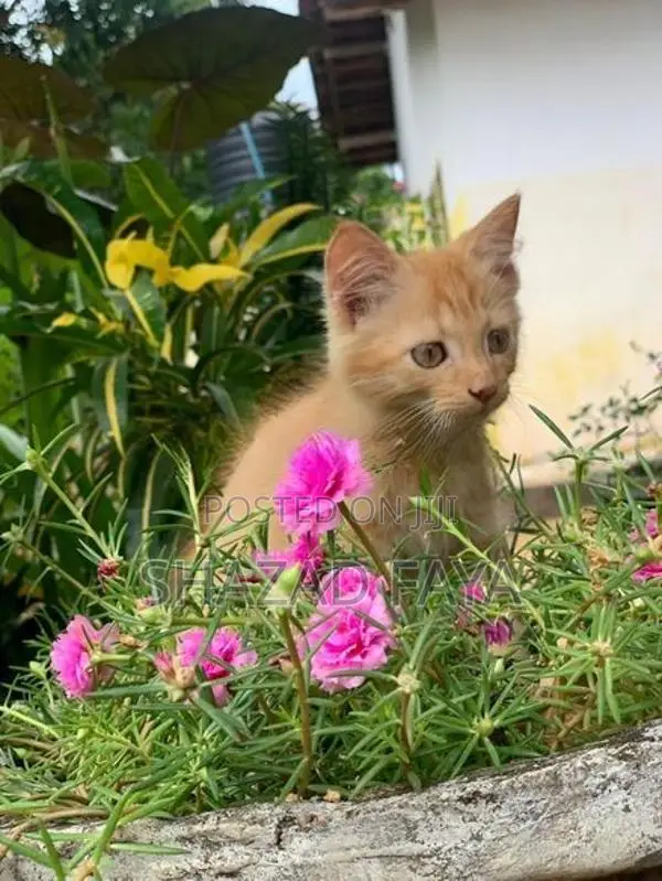 Persian Cat