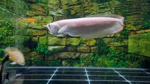 Albino Red Eye Arowana
