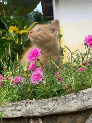 Persian Cat