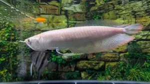 Albino Red Eye Arowana