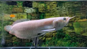 Albino Red Eye Arowana