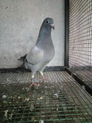 Racing Homer Pigeon