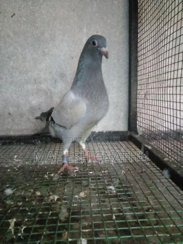 Racing Homer Pigeon