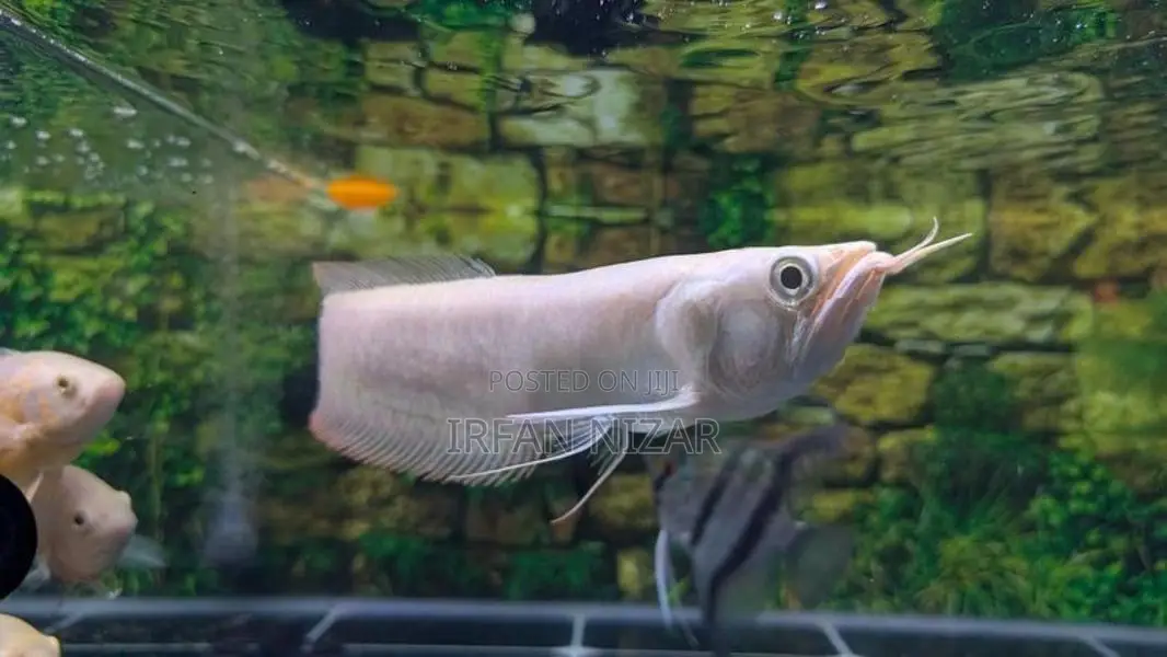 Albino Red Eye Arowana