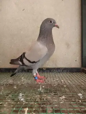 Racing Homer Pigeon