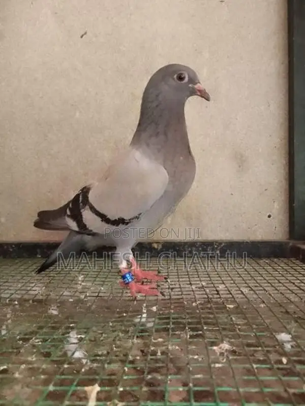 Racing Homer Pigeon