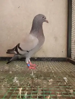 Racing Homer Pigeon