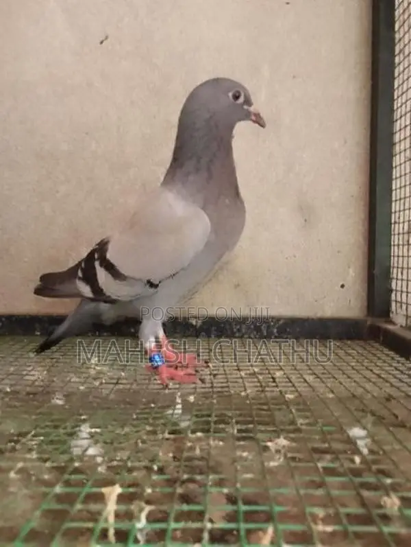Racing Homer Pigeon