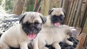Pug බලු පැටව්