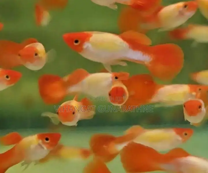 Golden Body Koi Guppy