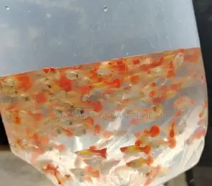Golden Body Koi Guppy