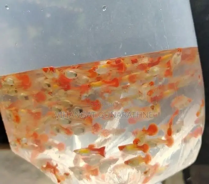 Golden Body Koi Guppy