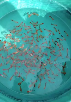 Golden Body Koi Guppy