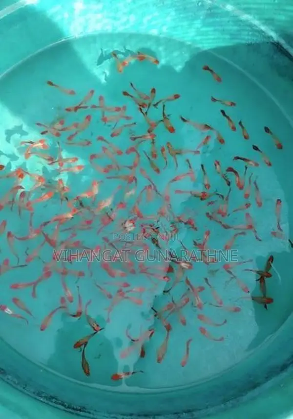 Golden Body Koi Guppy