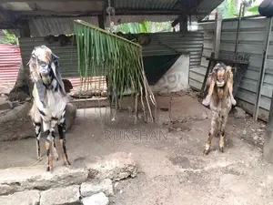 Farm Goat