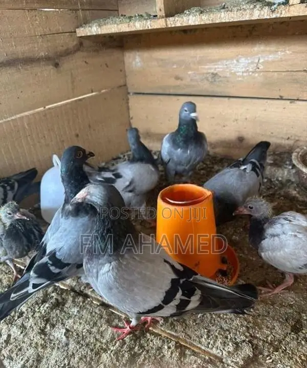 Pigeon