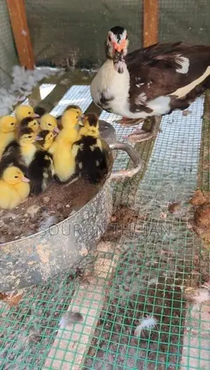 Chicks