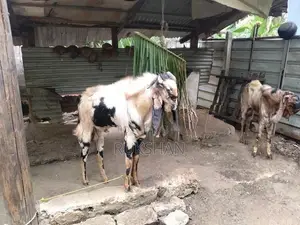 Farm Goat