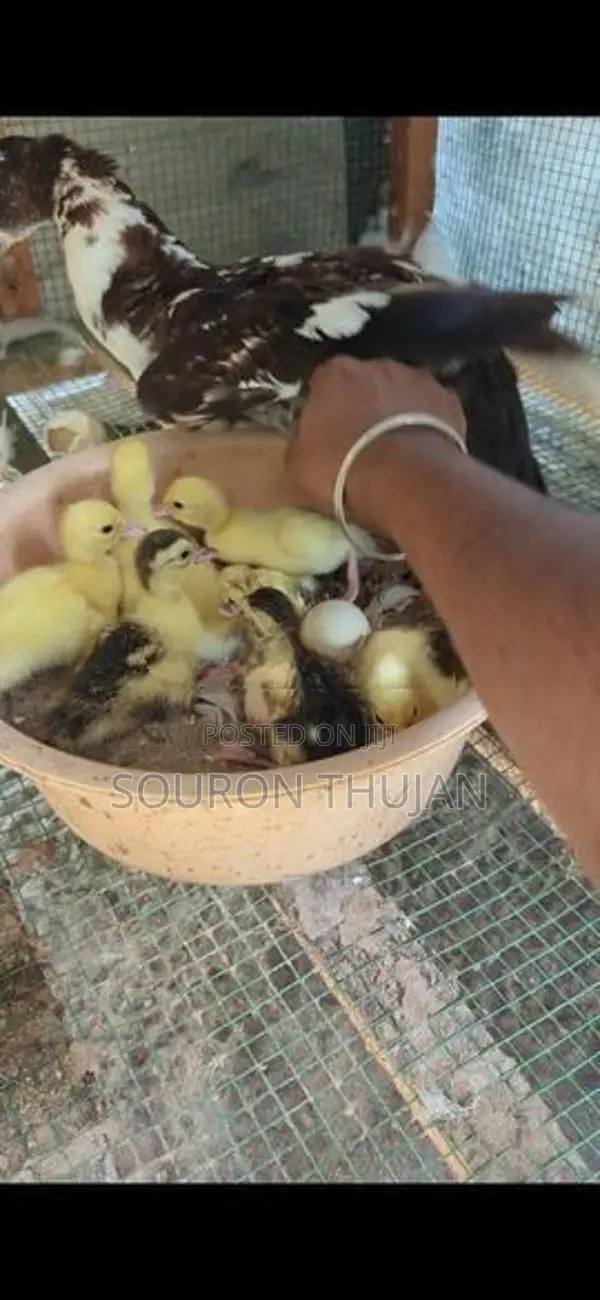 Chicks