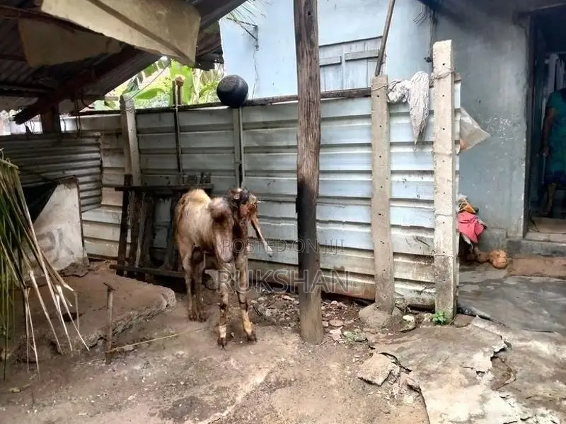 Farm Goat