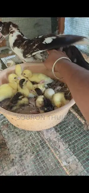 Chicks
