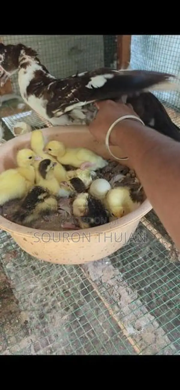 Chicks