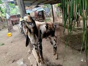 Farm Goat