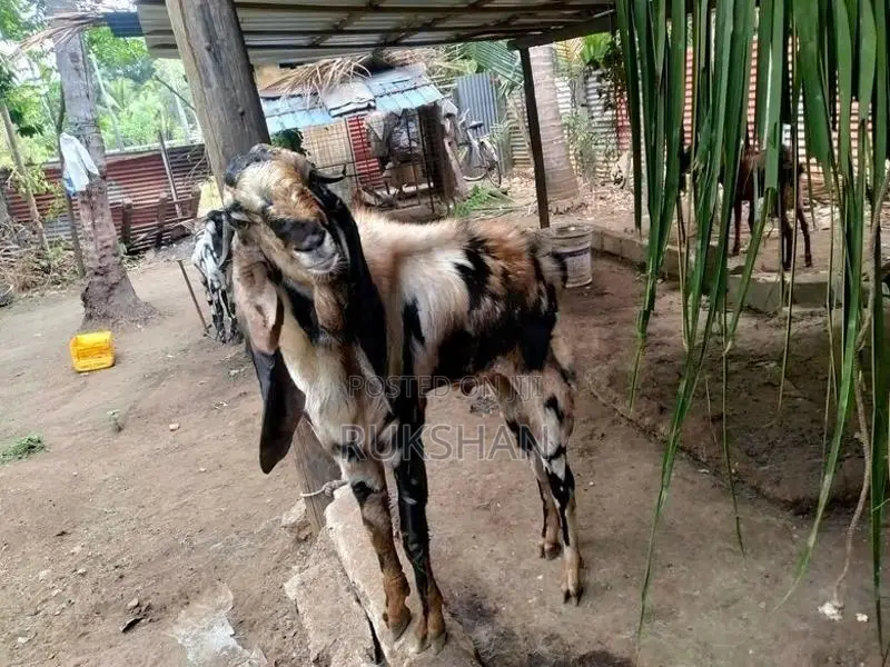 Farm Goat