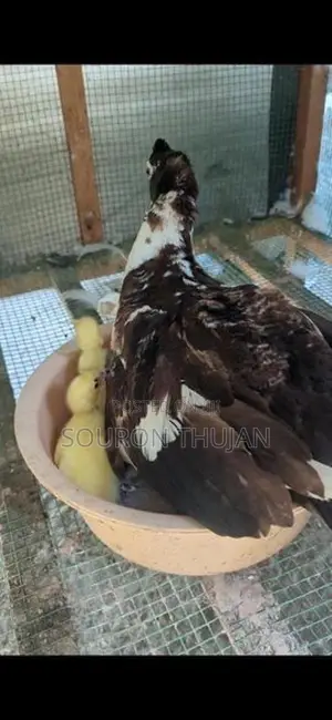 Chicks