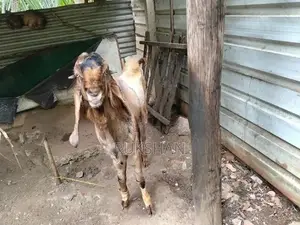 Farm Goat