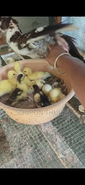 Chicks